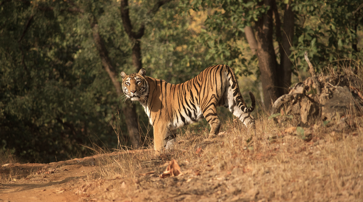 Heart of India Expedition (3)