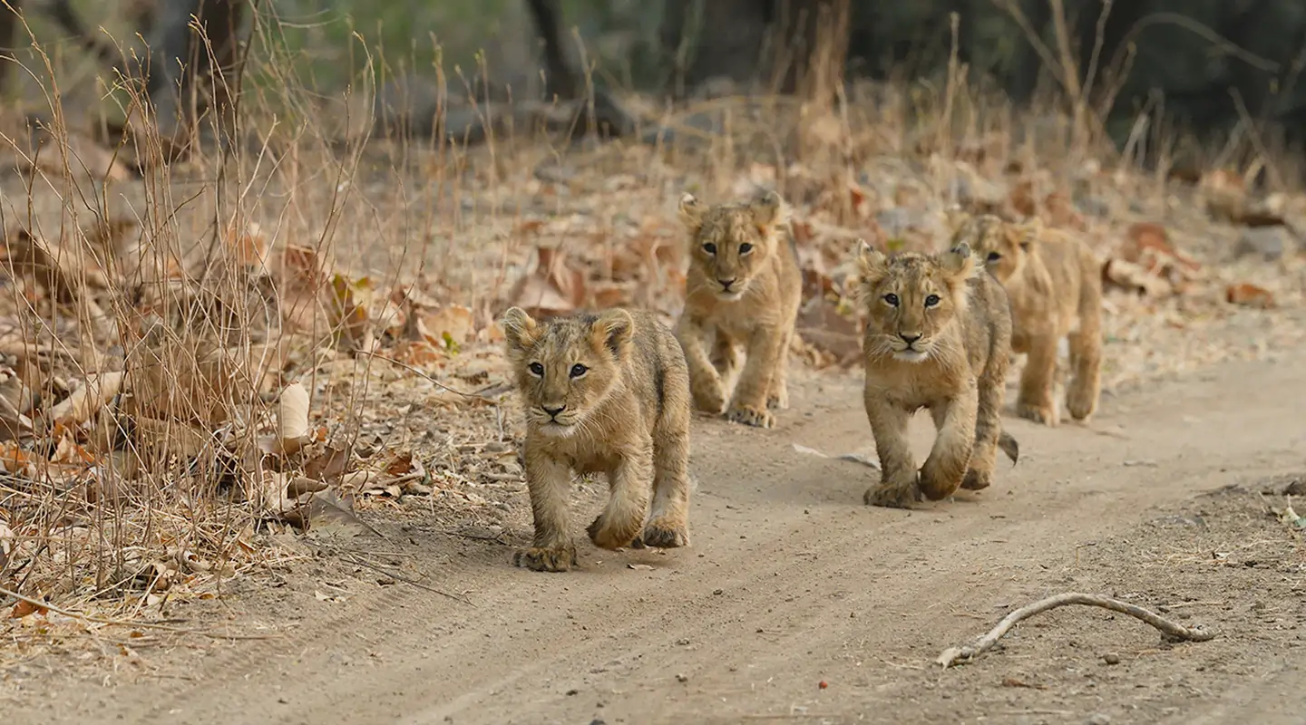 The Wildlife of Gujrat