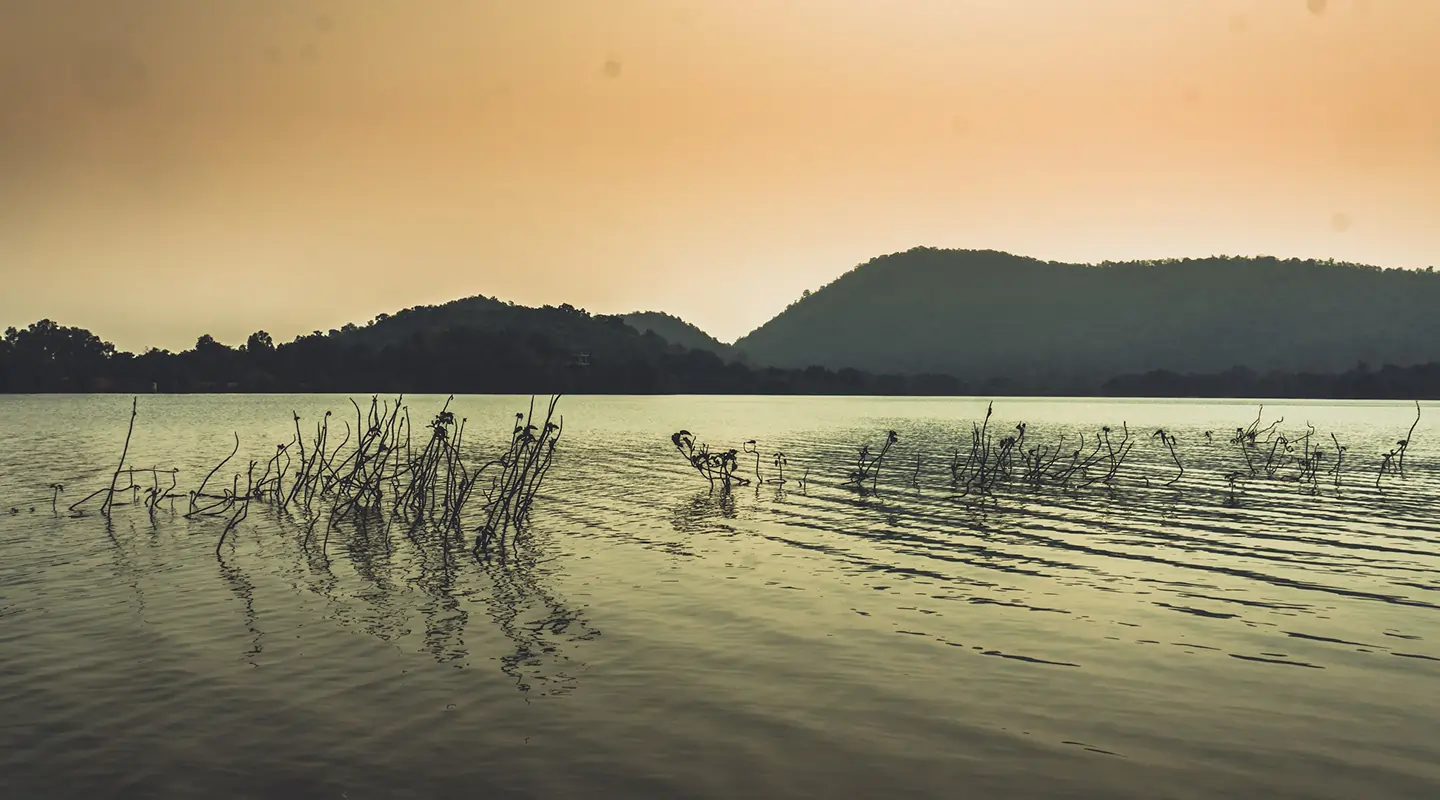 The Wildlife of Gujrat